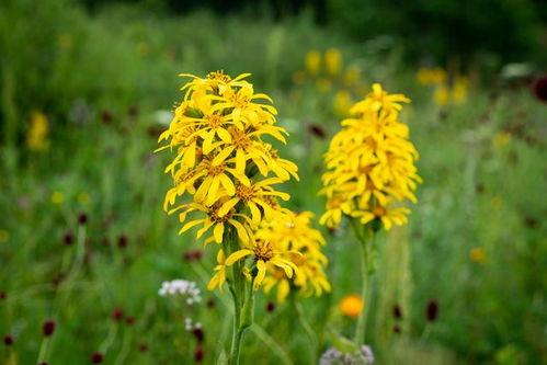 草草视频这里只精品10,草草视频中的精品佳作盘点