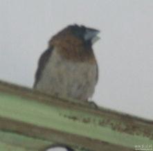 麻雀胶粘鸟视频